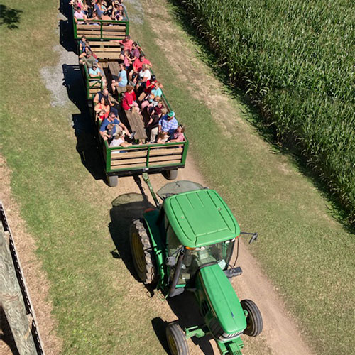 Great farm fun and Wagon rides, corn maze, pumpkins and more, for great field trips and Educational School Tours at Mark's Melon Patch, melons, family fun, and locally grown produce near Albany Georgia