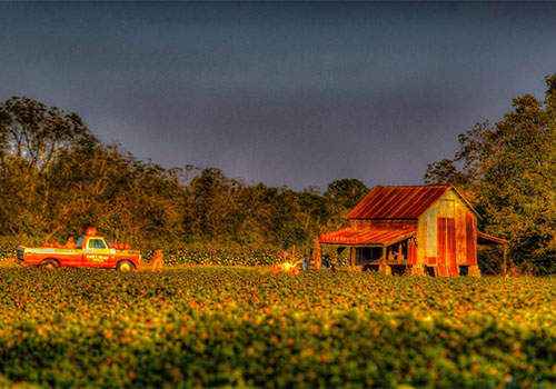 Antique tractors, Fall festival, pumpkin patch, corn maze and more at Mark's Melon Patch near Albany, Georgia