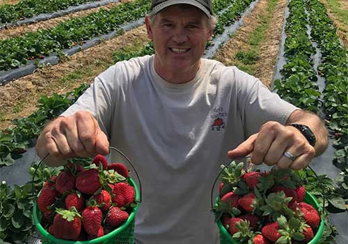 U-Pick Strawberries at Mark's Melon Patch near Albany, GA.