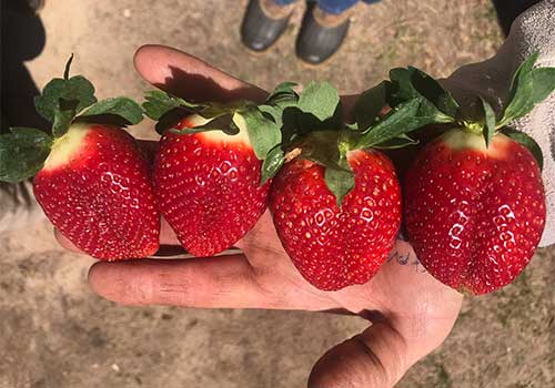Delicious pre-picked strawberries near Albany Georgia