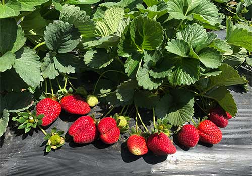 Delicious pre-picked strawberries near Albany Georgia