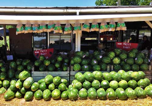 Here's what Mark's Melon Patch loves the most!  Beautiful, sweet watermelon!  We also have pumpkins, nuts, and locally grown produce and more at Mark's Melon Patch near Albany Georgia.