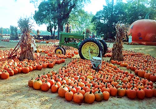 Giant selection of pumpkins, corn maze, wagon rides, and locally grown produce and more at Mark's Melon Patch near Albany Georgia